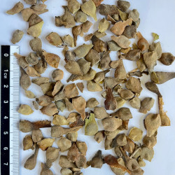 Acer campestre par Semences du Puy