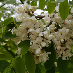 robinia pseudoacacia Semences du Puy