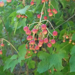 viburnum opulus Semences du Puy