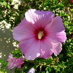 hibiscus syriacus Semences du Puy