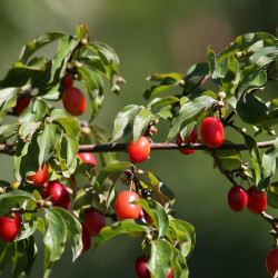 Cornus mas par Goran Horvat de Pixabay