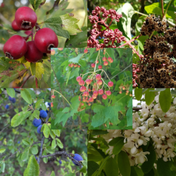 Kit de graines pour haie melliefere