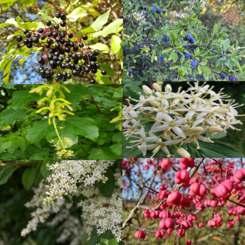 Kit de graines pour haie champêtre