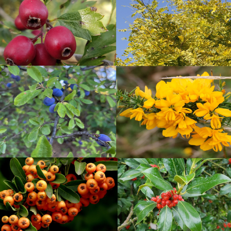 Kit de graines pour haie clôture