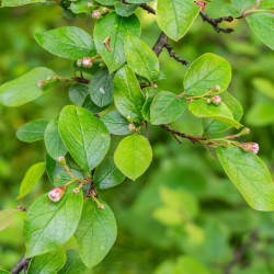 Amelanchier lamarckii de Tournasol7, CC BY 4.0, via Wikimedia Commons