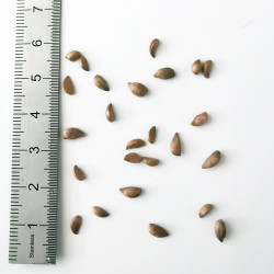 Graines de Malus sieboldii - Semences du Puy