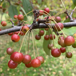 Malus sieboldii de KATHERINE WAGNER-REISS, CC BY-SA 4.0 via Wikimedia Commons