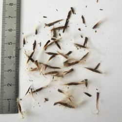 Graines de Catalpa bungei - Semences du Puy