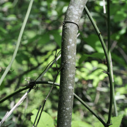 Carya aquatica CC BY 2.0 par sonnia hill via Flickr