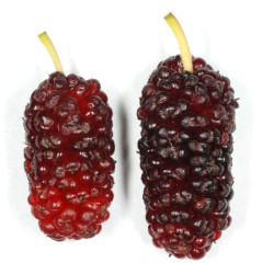 Morus rubra Douglas Goldman, CC BY-SA 4.0, via Wikimedia Commons