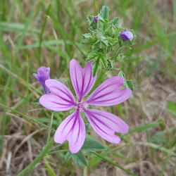 Malva sylvestris Semences du Puy