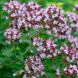 Origanum vulgare  par Katharina N. de Pixabay