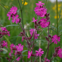 Silene dioica par Hans Braxmeier de Pixabay