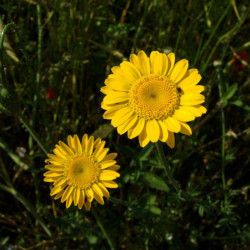 Anthemis tinctoria par skeeze de Pixabay