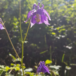 Aquilegia vulgaris Semences du Puy