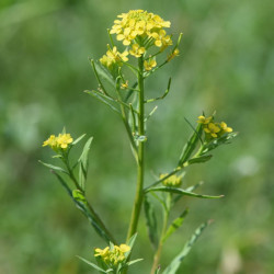 Erysimum cheiranthoides Krzysztof Ziarnek, Kenraiz, CC BY-SA 4.0, via Wikimedia Commons