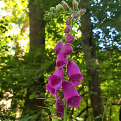 Digitalis purpurea Semences du Puy