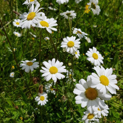 Leucanthemum vulgare Semences du Puy
