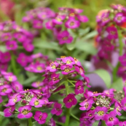 Hesperis Matronalis de Berean Hunter, CC BY-SA 3.0, via Wikimedia Commons