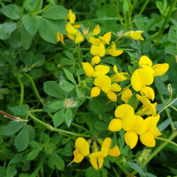 Lotus corniculatus Semences du Puy