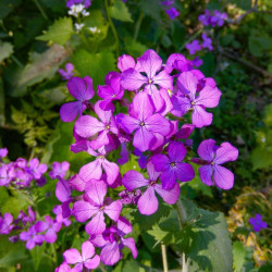 Lunaria annua par Noverodus de Pixabay