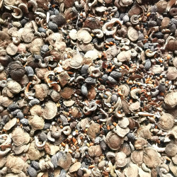 Mélange 100% graines pour fleurissement en zone ombre - Semences du Puy