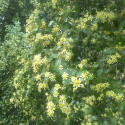 Quillaja saponaria de Amberckerr, CC BY-SA 4.0, via Wikimedia Commons