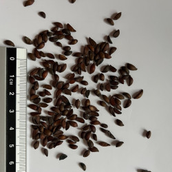 Graines de Sorbus aria par Semences du Puy