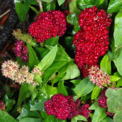 Chenopodium capitatum Douglas Goldman, CC BY-SA 4.0, via Wikimedia Commons