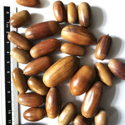 Graines de Quercus robur - Gland de Chêne pédonculé - Semences du Puy