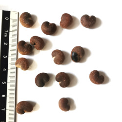 Graines d'Adansonia digitata, Baobab - Semences du Puy