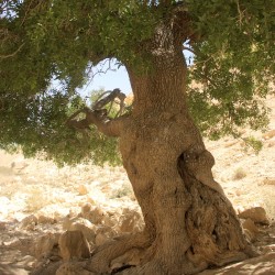 Pistacia atlantica de איתן פרמן, CC BY-SA 3.0, via Wikimedia Commons