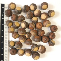 Graines / glands de Quercus falcata var. pagodifolia - Semences du Puy