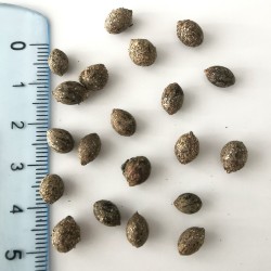 Graines de Lindera benzoin - Semences du Puy