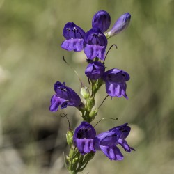 Penstemon strictus Craig Martin, via Wikimedia Commons