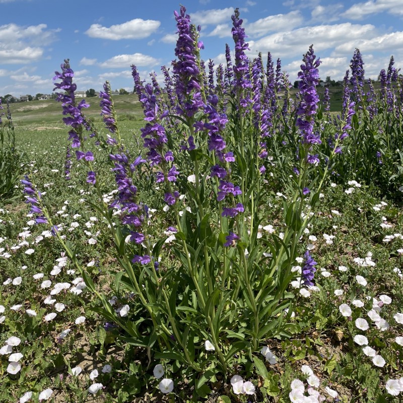 Penstemon_strictus Stephen Hornbeck httpswww.inaturalist.orgpeoplestephen_hornbeck, CC BY 4.0, via Wikimedia Commons