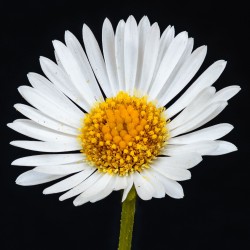 Erigeron karvinskianus Dominicus Johannes Bergsma, CC BY-SA 4.0 , via Wikimedia Commons