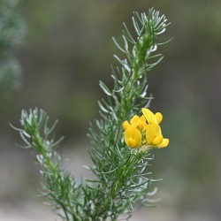 Adenocarpus decorticans de Krzysztof Ziarnek, Kenraiz, CC BY-SA 4.0, via Wikimedia Commons