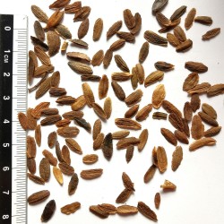 Graines de Syringa reticulata / Graines de  Syringa amurensis japonica - Semences du Puy