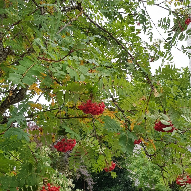 Sorbus aucuparia Semences du Puy