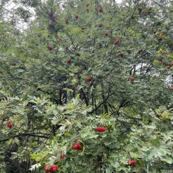 Sorbus aucuparia par Semences du Puy