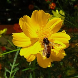 Cosmos sulphureus limara lemon par Bishnu Sarangi de Pixabay