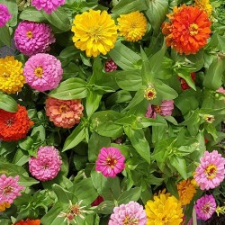 Zinnia Semences du Puy