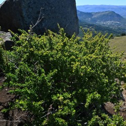 Berberis microphylla de Krzysztof Ziarnek, Kenraiz, CC BY 4.0, via Wikimedia Commons
