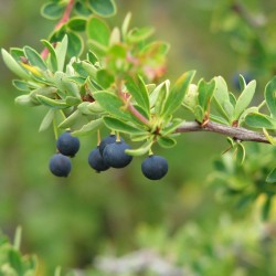 Berberis microphylla via Flickr CC BY 2.0 par Raul Antonio Alvarez