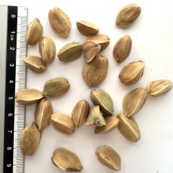 Graines de Nothofagus glauca - Semences du Puy