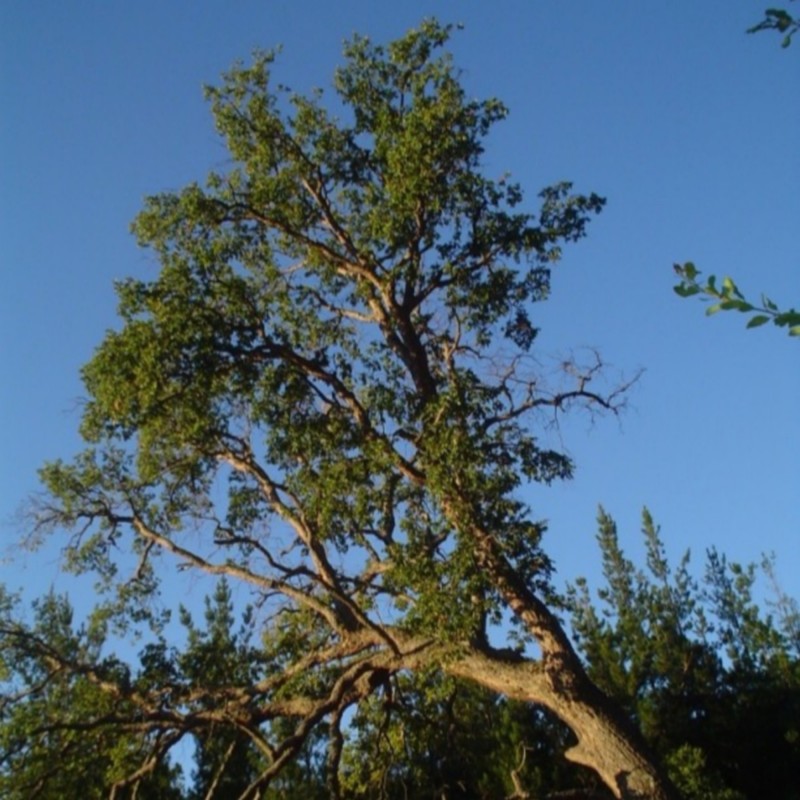 Nothofagus glauca de Lin linao, CC BY-SA 2.5 via Wikimedia Commons
