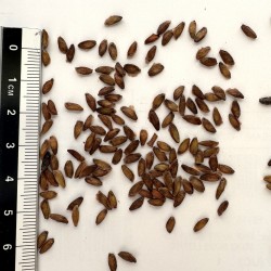 Graines de Quillaja saponaria - Semences du Puy