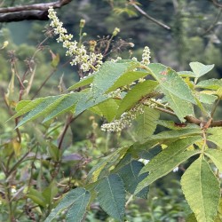 Rhus chinensis de JaydenChao, CC BY-SA 4.0, via Wikimedia Commons