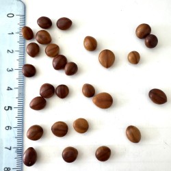 Graines de Cassia renigera - Semences du Puy